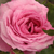 Rose - Buissons - Abrud